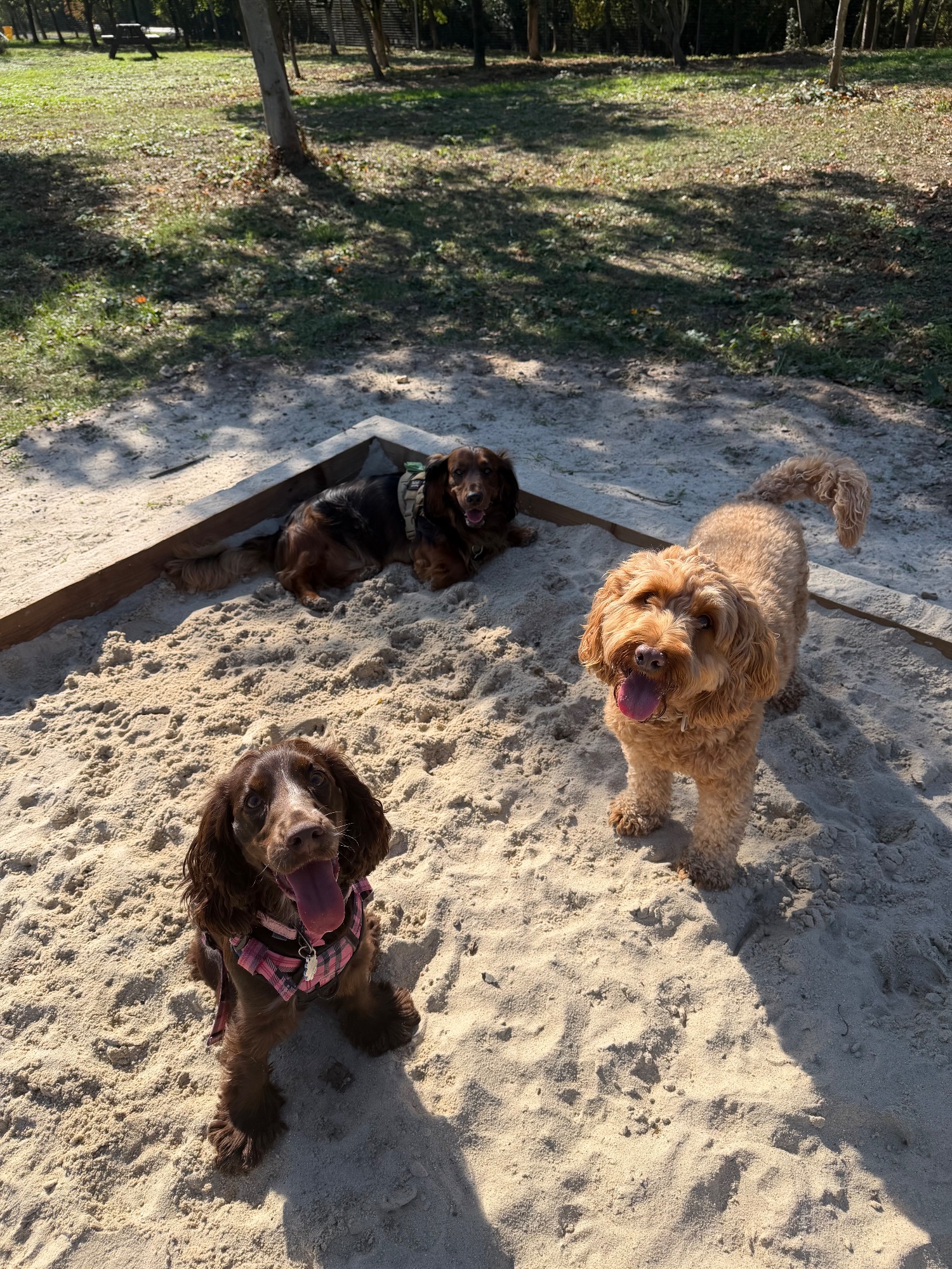 Three dogs running together in the field
